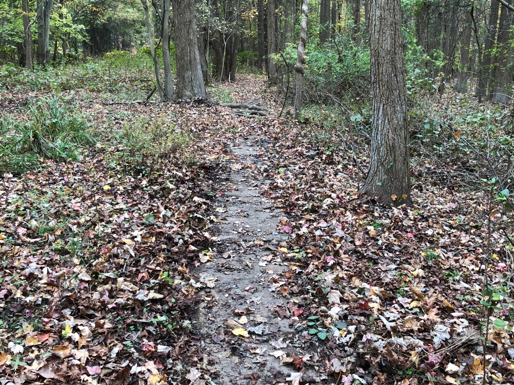 THANKSGIVING WEEKEND READ: Staten Island’s Sidewalks in the Woods