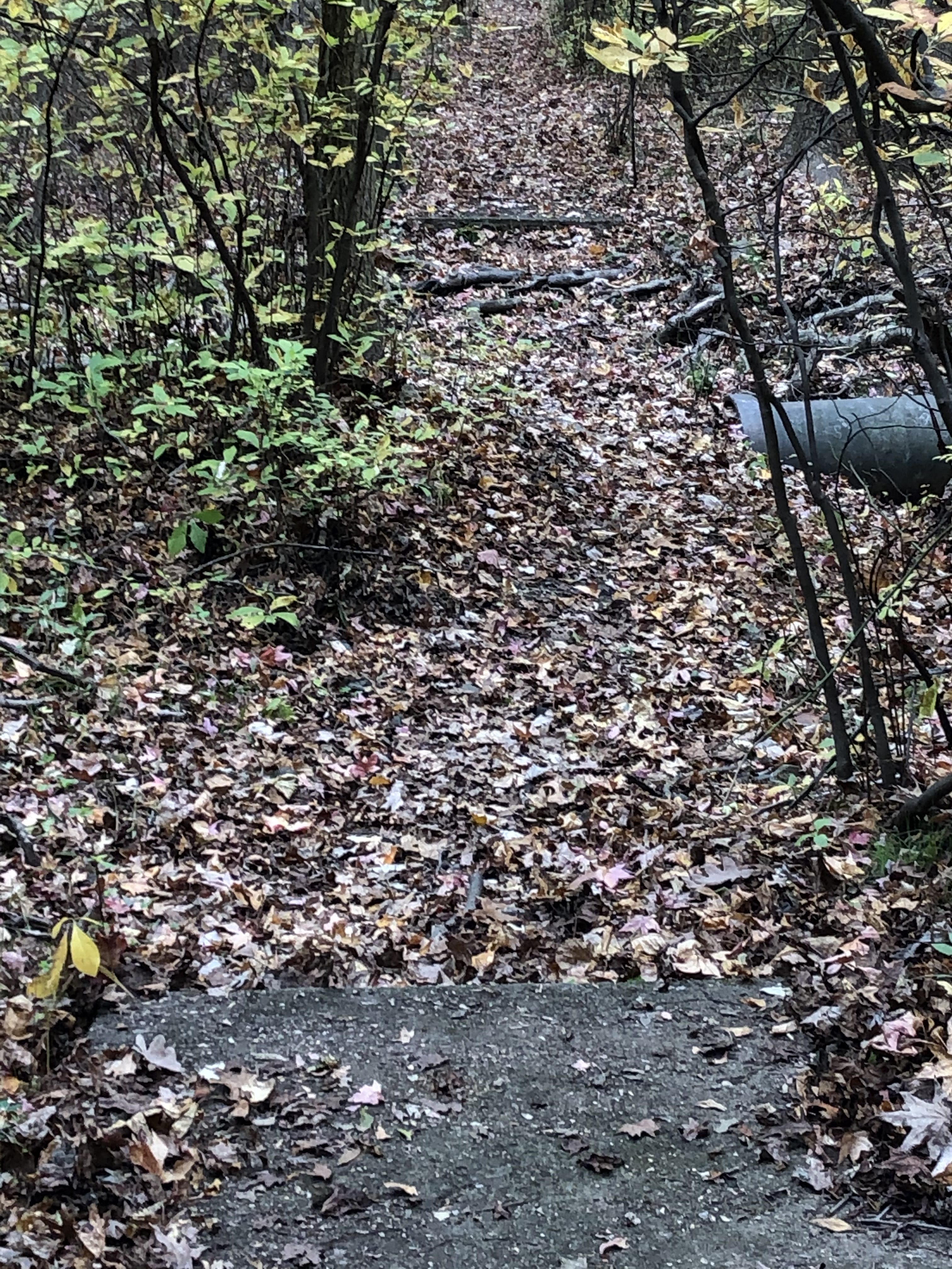 This sidewalk, which went over a street, is near other in-woods infrastructure. Photo: Vince DiMiceli