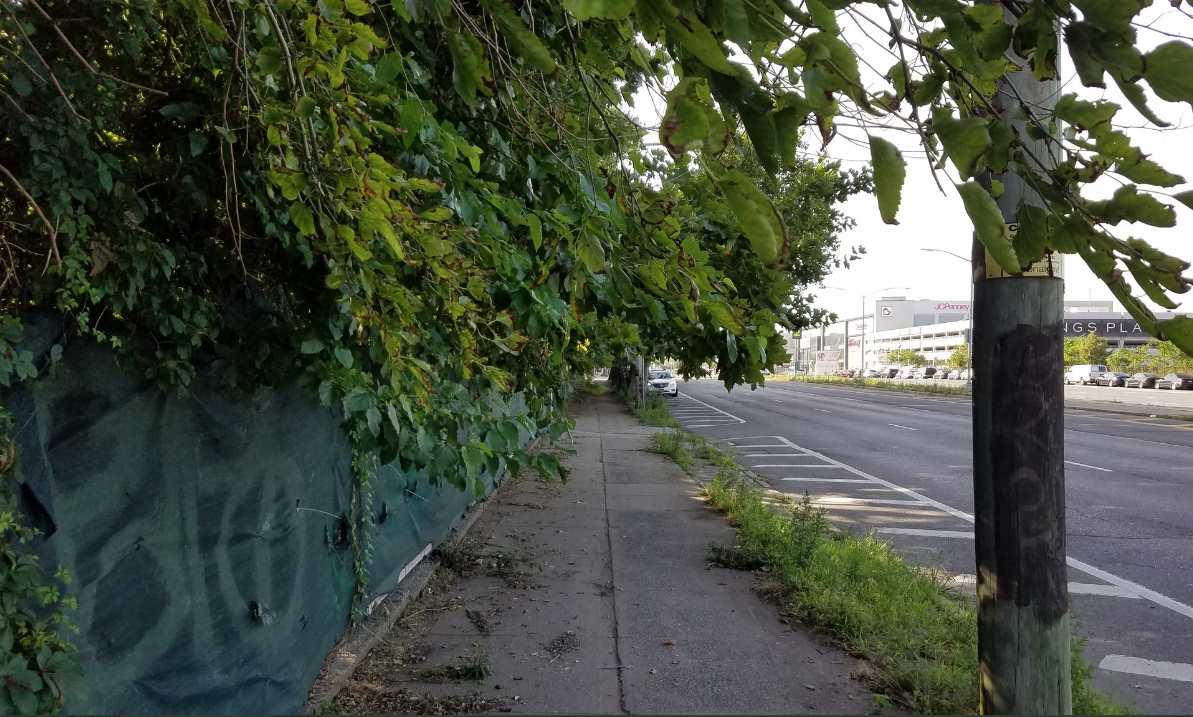 A tree blocks the bike path on Flatbush Avenue. Photo: Brian Hedden