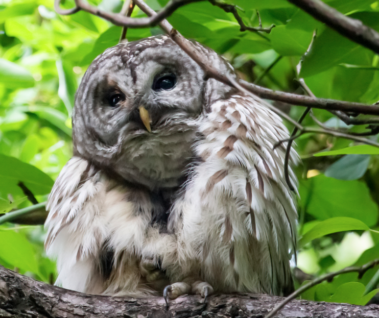 It’s Official: Central Park Owl Died in Truck Onslaught