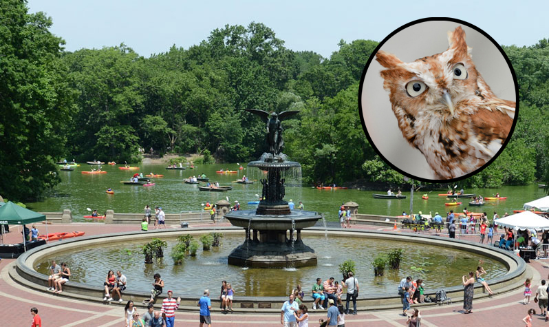 Details Emerge: Beloved Owl Killed by Pick-up Truck Driver in Central Park!
