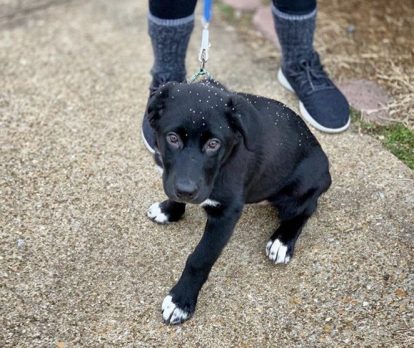 Who’s a Good Boy? Five Ways To Make Cities More Dog Friendly (Without the Car)