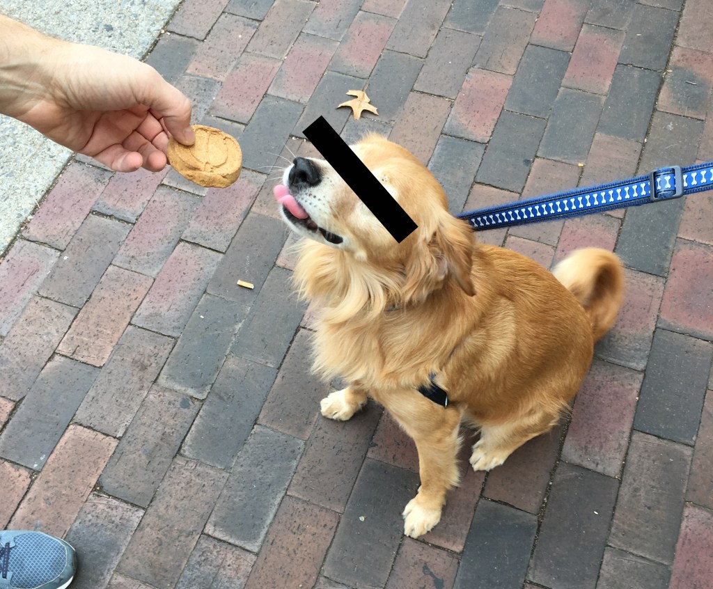 Sanitation Commissioner Says She Won’t Tolerate Humans Who Let Their Dogs Poop on New York