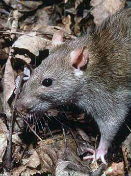 Rattus norvegicus doing what he (she?) does best.