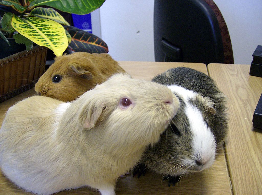 Wednesday’s Headlines: Let’s Just Run the Guinea Pig Photo Edition