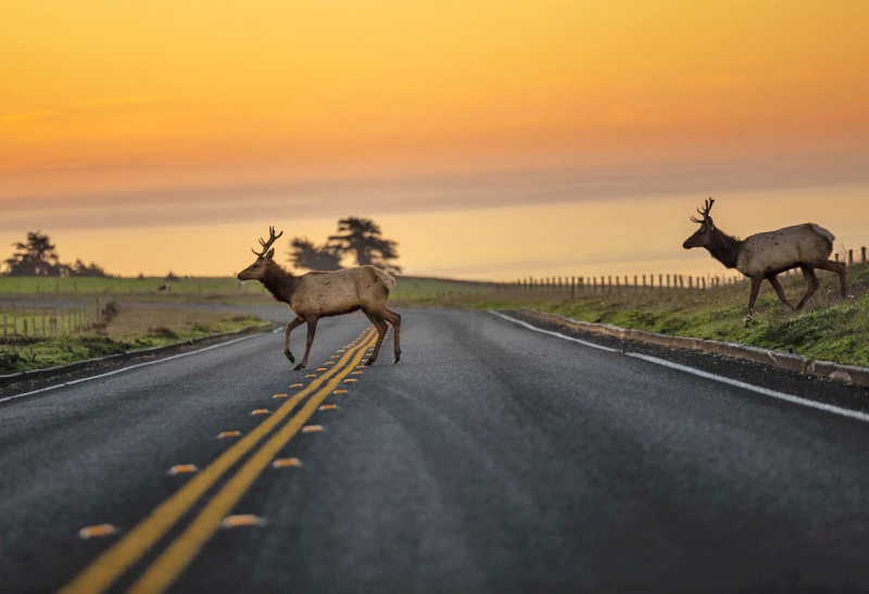 Research: Permanent Daylight Savings Time Could Save Human and Animal Lives on Our Roads