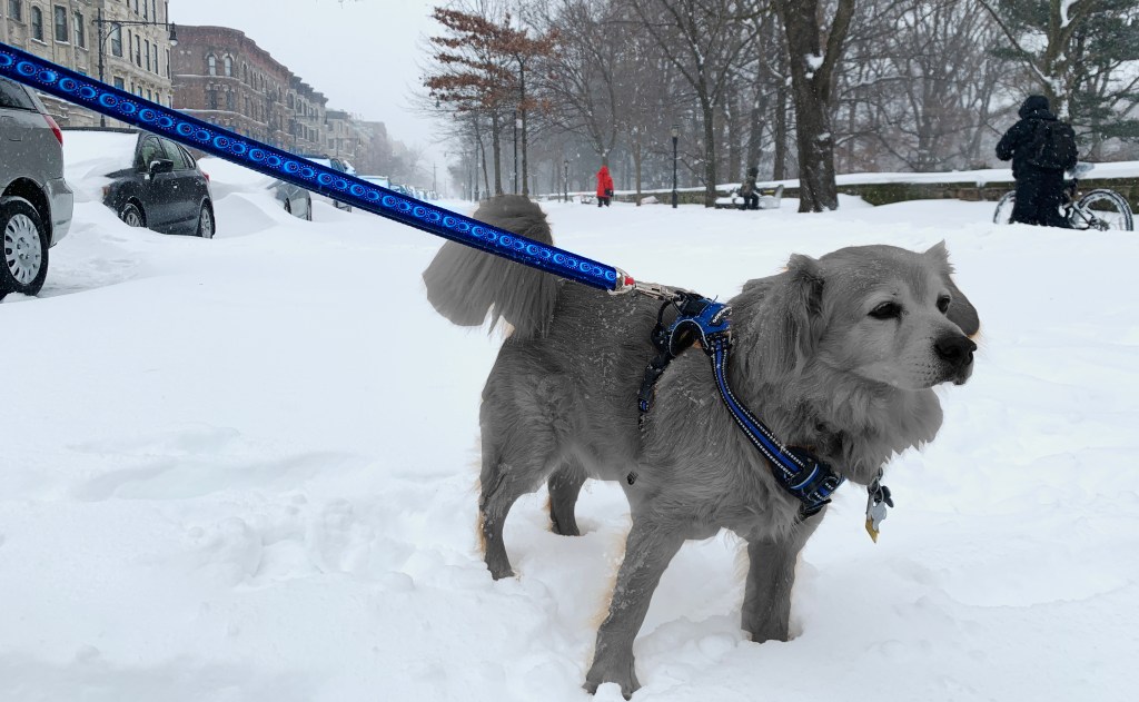 Monday’s Headlines: Who’s a Good Boy Edition