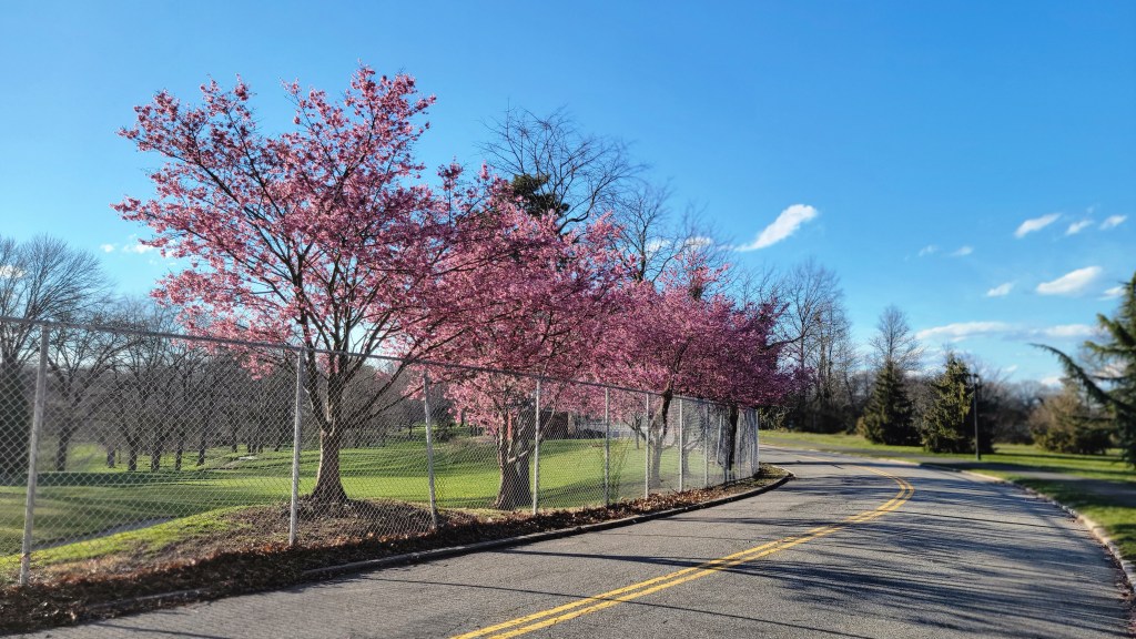 Staten Islanders Fight To Keep Park Car-free